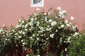 White climbing roses in front of a pink house wall, Germany, Europe