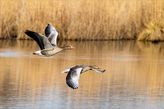 Two geese in flight over a calm body of water with reeds in the background, Anser anser,