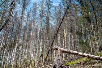 Fallen tree trunks after pest infestation in the forest area under a sunny sky, Felderbachtal,
