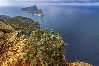 Dramatic view of a cape from a cliff with flowering shrubs and a cloudy sky above, Hiking tour in