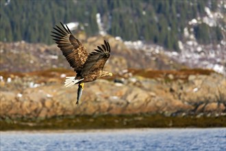 An eagle in flight with wings spread wide against a blue water backdrop, Lofoten