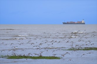 Migratory birds in a flock flying over the sea, in the background a container ship on the horizon