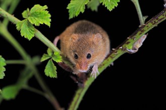Eurasian harvest mouse (Micromys minutus), adult, on plant stalk, foraging, at night, Scotland,