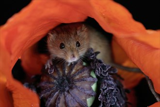 Common harvest mouse, (Micromys minutus), adult, on corn poppy, flower, foraging, at night,