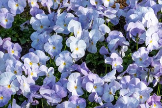 Light purple pansies bloom in soft sunlight