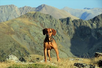 Brown dog standing on a rocky terrain with mountain backdrop, Amazing Dogs in the Nature
