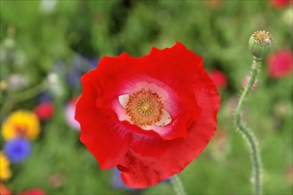 A bright red poppy flower (Papaver rhoeas), with black seed capsule on a blurred green background,