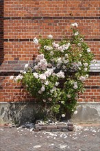 White climbing roses in front of a brick wall, Germany, Europe