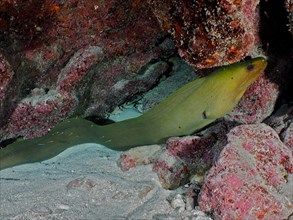 Green moray (Gymnothorax funebris), dive site John Pennekamp Coral Reef State Park, Key Largo,