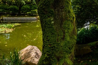 Serene pond with moss-covered tree and large stone in a tranquil nature setting, in South Korea