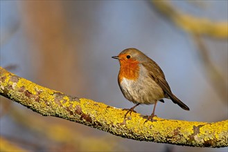 A robin perched on a lichen-covered branch against a blurred background, Erithacus rubecula, Robin,