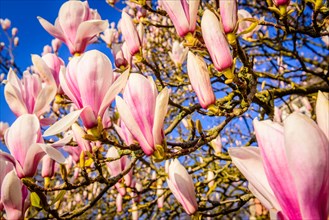 Pink magnolia blossoms against a clear blue sky on a sunny spring day, Magnolia, Magnolia
