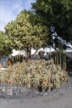 Aloe veras (Aloe vera) in the entrance area of the Fundacion Cesar Manrique, Lanzarote, Canary
