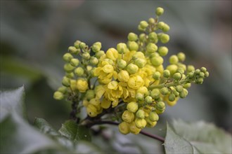 Oregon-grape (Mahonia aquifolium), flower, Speyer, Rhineland-Palatinate, Germany, Europe