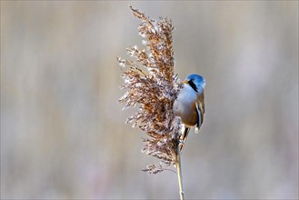 Profile of a bird with a blue head perched on a reed, Bearded tit, Panarus Biarmicus
