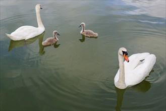 Swan (Cygnus Albus), family, couple, children, offspring, togetherness, bird, swimming bird, animal