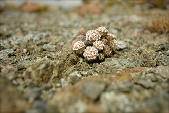 Tiny flowers of Nassauvia lagascae, a plant in the harsh Patagonia, Perito Moreno National Park,