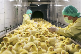 Male chicks on a conveyor belt. In poultry production, chick killing or chick shredding refers to