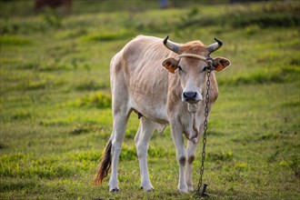 Cow on a pasture in the sun, close-up, portrait of the animal at Pointe Allegre in Guadeloupe au