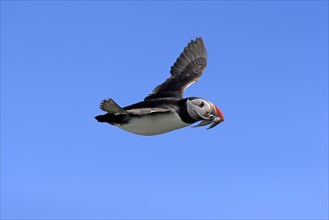Puffin (Fratercula arctica), adult, flying, with sand eels, with food, Faroe Islands, England,