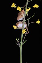 Eurasian harvest mouse (Micromys minutus), adult, two, pair, on plant stem, flowering, foraging, at