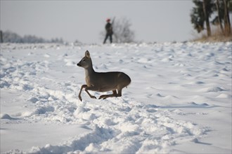 European roe deer (Capreolus capreolus) doe in winter coat jumps over snowy fallow field and is