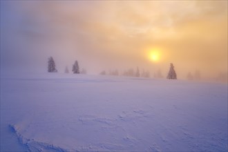 Winter on the Feldberg at sunrise, Breisgau-Hochschwarzwald district, Baden-Wuerttemberg, Germany,