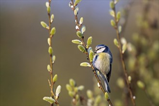 A blue tit perched on a budding branch in spring with a soft-focus background, Cyanistes Caeruleus,