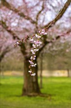 Cherry blossom branch in focus with blooming tree in the background at a serene park, Prunus