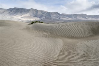 Dune landscape, Playa de Famara, Lanzarote, Canary Islands, Spain, Europe