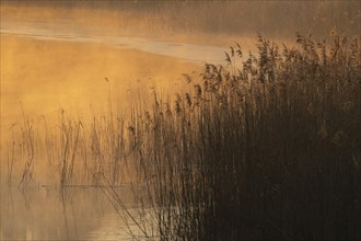Riparian forest, morning mood, ice, water, reeds, Lower Austria