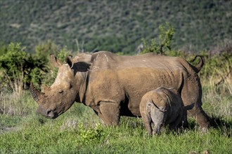 White rhinoceros (Ceratotherium simum) cow with baby, Madikwe Game Reserve, North West Province,