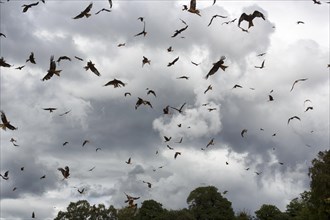 Countless red kites (Milvus milvus) in flight looking for prey, flock, dramatic cloudy sky, bad