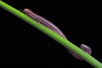Millipedes (Diplopoda), adult, on plant stems, at night, Great Britain