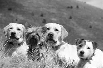 Four dogs in black and white photo sitting side by side in grass, Amazing Dogs in the Nature
