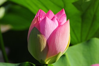 The bud of a pink lotus (Nelumbo) surrounded by green leaves, Stuttgart, Baden-Wuerttemberg,