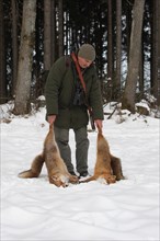 Hunter with hunted winter foxes (Vulpes vulpes) in the snow, Allgaeu, Bavaria, Germany, Europe