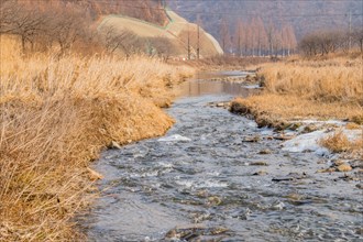 A narrow stream meanders through a winter landscape with reeds and barren trees, in South Korea