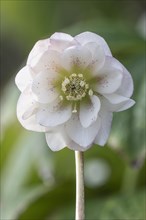 Double-flowered Lenzrose (Helleborus orientalis Hybride), Speyer, Rhineland-Palatinate, Germany,