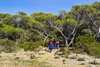 Two backpackers hiking on a nature trail through a pine forest, Coastal Hiking tour in the south of