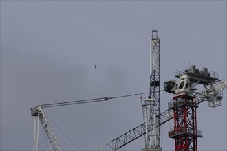 Industrial cranes on a city skyline with a Herring gull (Larus argentatus) bird flying past, City