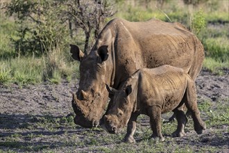 White rhinoceros (Ceratotherium simum) cow with baby, Madikwe Game Reserve, North West Province,