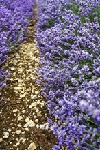 Lavender (Lavandula), path through a lavender field on a farm, Cotswolds Lavender, Snowshill,