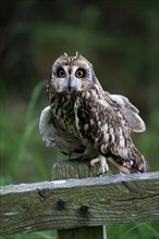 Short-eared owl (Asio flammeus), adult, perch, Great Britain
