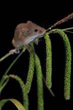 Eurasian harvest mouse (Micromys minutus), adult, on plant stalks, ears of corn, foraging, at