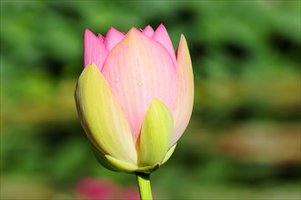A pink-yellow lotus (Nelumbo), with water droplets on the petals in the greenery, Stuttgart,