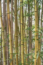 Bamboo (Phyllostachys), Baden-Wuerttemberg, Germany, Europe