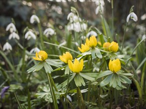 Winter aconites (Eranthis), yellow, snowdrop (Galanthus), spring, garden, Lueneburg, Lower Saxony,