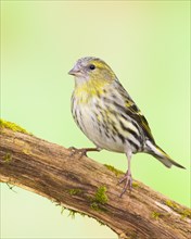 Eurasian siskin (Carduelis spinus) female sitting on a branch overgrown with moss, Wildlife,
