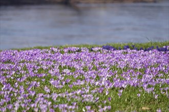 Crocus meadow by the Elbe, early March, Germany, Europe